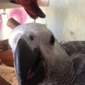 мужские и женские попугаев