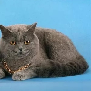 Питомник «CRIMEAN MIRACLE»предлагает к продаже элитных котят